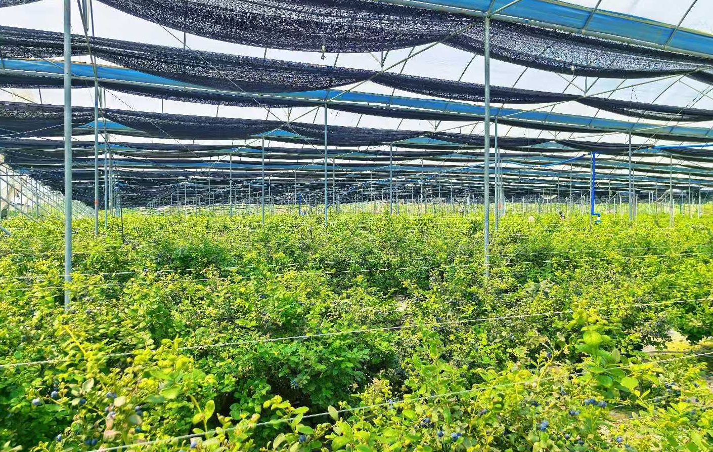 我宣布我是唯一吃蓝莓吃到吐的人