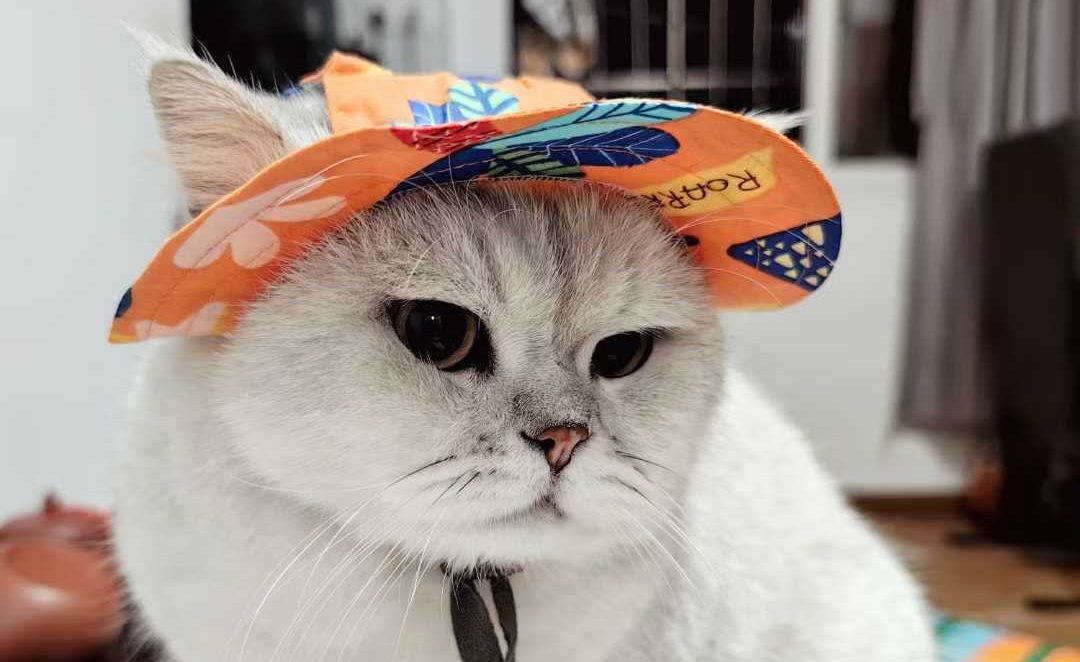 也不知道这俩二货是否挂住我